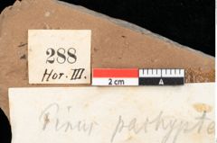 Foto (Detailansicht) von Pinus pathyptera Ettingshausen (NHMW-GEO-2024-0188-0288)